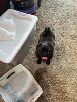 Nina, a female Pug for sale in Durant, OK – 3 of 4