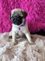 AKC Girl 2, a female Pug for sale in Durant, OK – 10 of 10