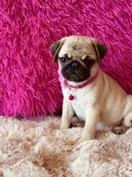 AKC Girl 1, a female Pug for sale in Durant, OK – 9 of 10