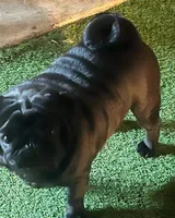 Louie, a male Pug for sale in Durant, OK – 4 of 4