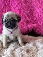 AKC Girl 2, a female Pug for sale in Durant, OK – 6 of 10