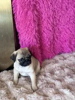 AKC Boy, a male Pug for sale in Durant, OK – 6 of 10