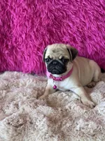 AKC Girl 1, a female Pug for sale in Durant, OK – 3 of 10