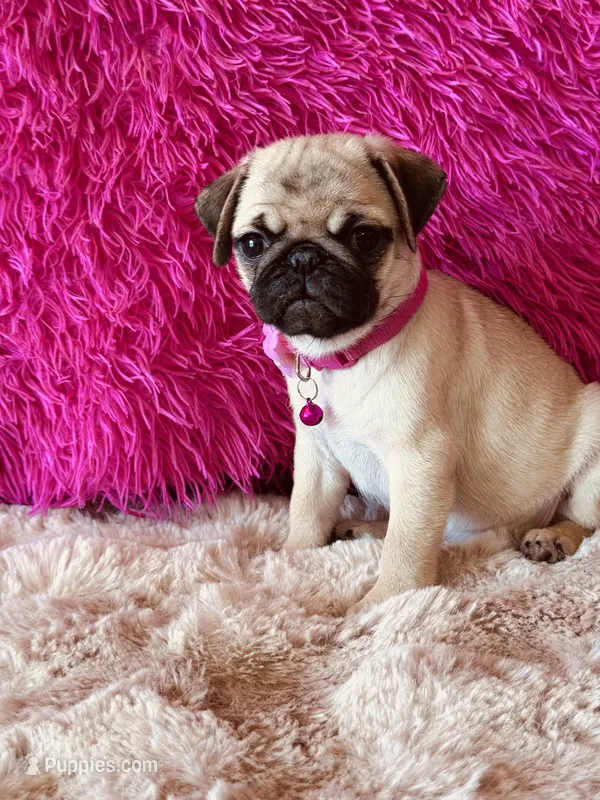 AKC Girl 1 – Pug puppy for sale in Durant, OK