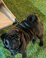 Louie, a male Pug for sale in Durant, OK – 3 of 4