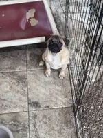 Bob, a male Pug for sale in Durant, OK – 4 of 5