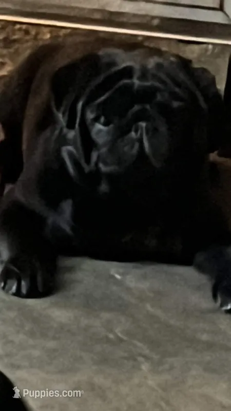 Louie – Pug puppy for sale in Durant, OK