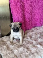 AKC Boy, a male Pug for sale in Durant, OK – 2 of 10