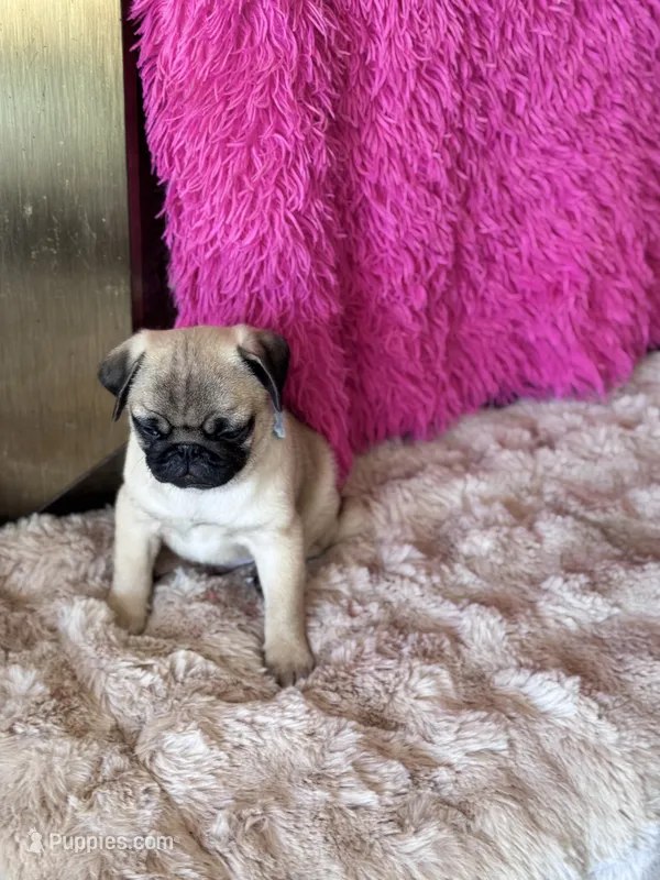 AKC Boy – Pug puppy for sale in Durant, OK