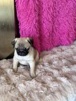 AKC Boy, a male Pug for sale in Durant, OK – 1 of 10