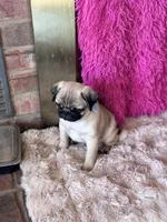 AKC Boy, a male Pug for sale in Durant, OK – 8 of 10