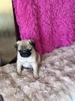AKC Boy, a male Pug for sale in Durant, OK – 10 of 10