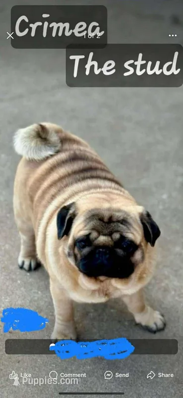 Crimea  – Pug puppy for sale in Durant, OK