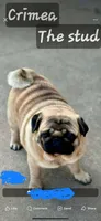 Crimea , a male Pug for sale in Durant, OK – 1 of 4