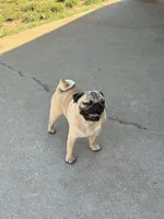 Ezra, a male Pug for sale in Durant, OK – 4 of 5