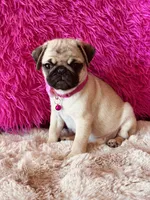 AKC Girl 1, a female Pug for sale in Durant, OK – 5 of 10