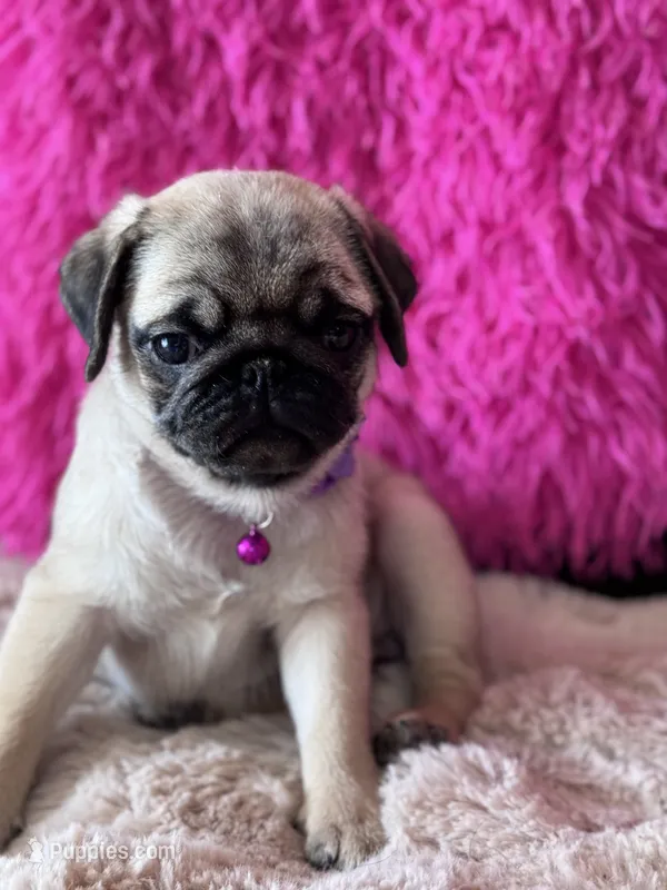 AKC Girl 2 – Pug puppy for sale in Durant, OK