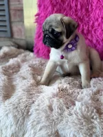 AKC Girl 2, a female Pug for sale in Durant, OK – 2 of 10