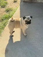 Ezra, a male Pug for sale in Durant, OK – 5 of 5