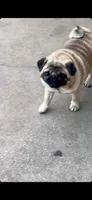 Crimea , a male Pug for sale in Durant, OK – 3 of 4