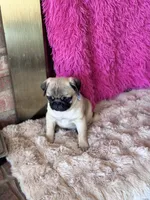 AKC Boy, a male Pug for sale in Durant, OK – 7 of 10
