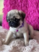 AKC Girl 2, a female Pug for sale in Durant, OK – 8 of 10