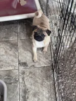 Bob, a male Pug for sale in Durant, OK – 3 of 5