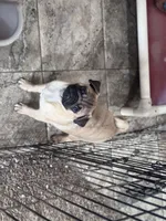 Bob, a male Pug for sale in Durant, OK – 2 of 5
