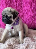 AKC Girl 2, a female Pug for sale in Durant, OK – 3 of 10