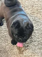 Nina, a female Pug for sale in Durant, OK – 2 of 4