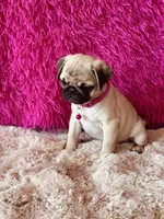 AKC Girl 1, a female Pug for sale in Durant, OK – 10 of 10