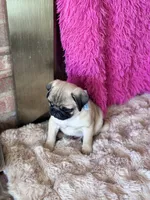 AKC Boy, a male Pug for sale in Durant, OK – 4 of 10