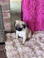 AKC Boy, a male Pug for sale in Durant, OK – 9 of 10