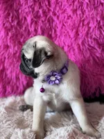 AKC Girl 2, a female Pug for sale in Durant, OK – 9 of 10