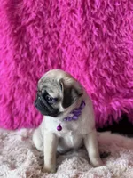 AKC Girl 2, a female Pug for sale in Durant, OK – 4 of 10