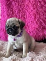 AKC Girl 2, a female Pug for sale in Durant, OK – 7 of 10
