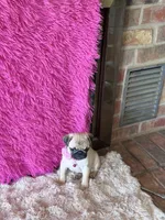 AKC Girl 1, a female Pug for sale in Durant, OK – 6 of 10