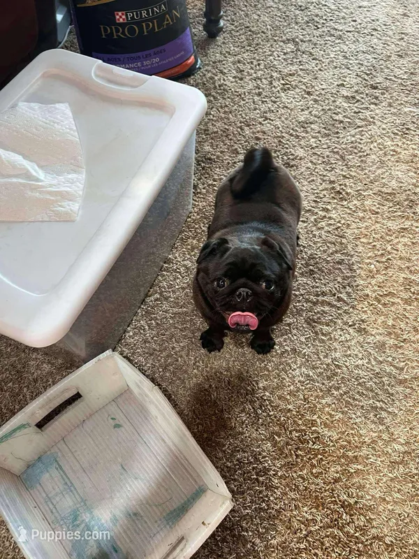 Nina – Pug puppy for sale in Durant, OK