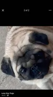 Crimea , a male Pug for sale in Durant, OK – 2 of 4