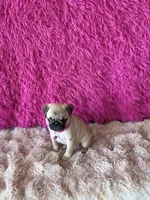 AKC Girl 1, a female Pug for sale in Durant, OK – 4 of 10