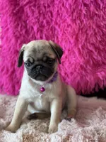 AKC Girl 2, a female Pug for sale in Durant, OK – 5 of 10
