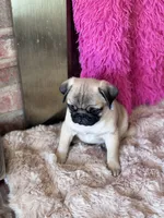 AKC Boy, a male Pug for sale in Durant, OK – 3 of 10