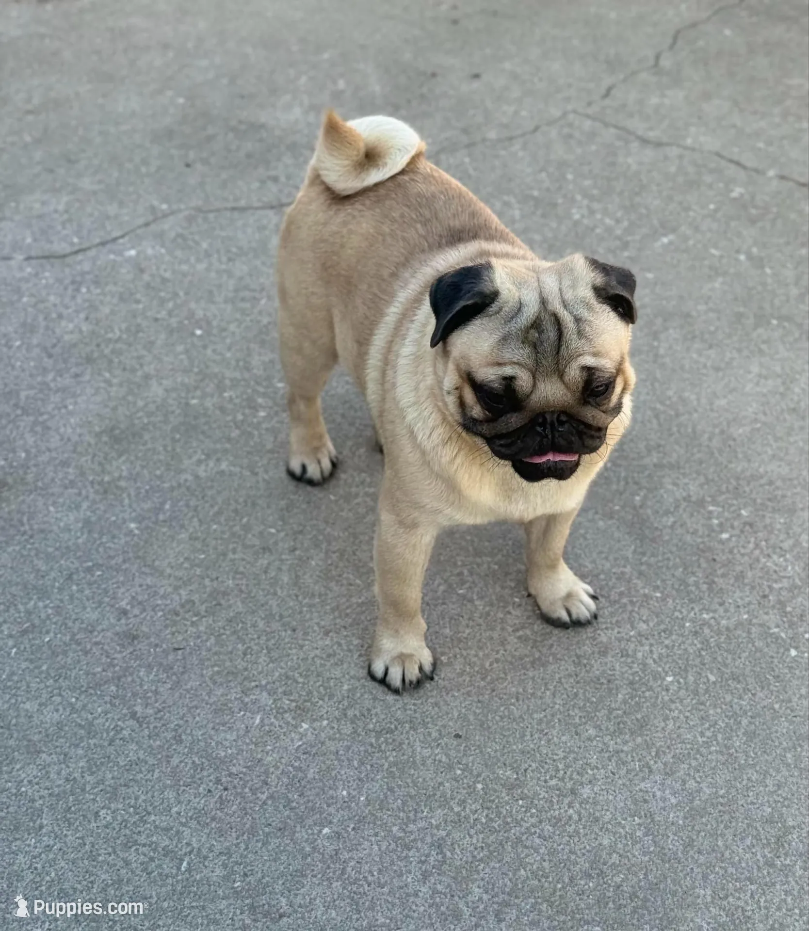Ezra – Pug Puppy for Sale in Durant, OK | Puppies.com