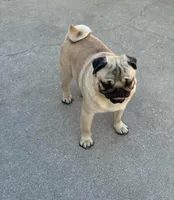 Ezra, a male Pug for sale in Durant, OK – 1 of 5