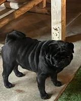 Louie, a male Pug for sale in Durant, OK – 2 of 4