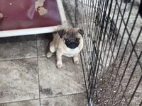 Bob, a male Pug for sale in Durant, OK – 5 of 5