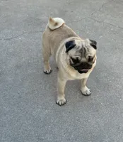 Ezra, a male Pug for sale in Durant, OK – 2 of 5
