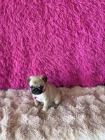 AKC Girl 1, a female Pug for sale in Durant, OK – 8 of 10