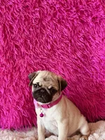 AKC Girl 1, a female Pug for sale in Durant, OK – 7 of 10