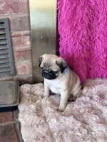 AKC Boy, a male Pug for sale in Durant, OK – 5 of 10